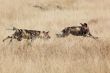 African Wild Dog