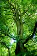 Green Lung