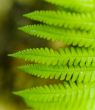 Fern Plant