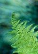 Fern Plant