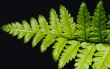 Fern Plant