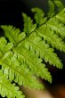 Fern Plant