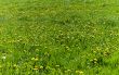 Dandelion Flowers