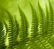 Fern Plant