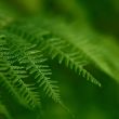 Fern Plant