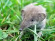 field mouse in the grass