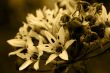 Flowers in Sepia