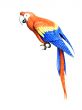 Parakeet
