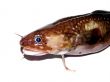 Fish burbot