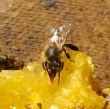 bee eating 10609