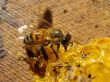 bee eating honey 10609