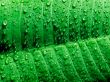Dew on leaf.