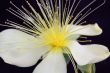 hypericum