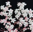 sambucus nigra