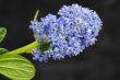 ceanothus