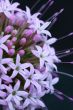 phuopsis stylosa