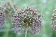 allium seed head
