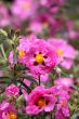 cistus