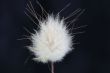 grass seed head