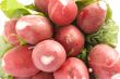 garden radishes macro
