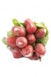 garden radishes