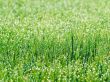 Green grass background.