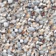Shell seamless background.