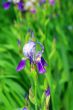 Blue iris