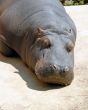 Hippopotamus sleeping