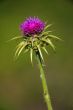Thistle