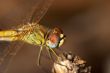 Dragonfly ( sympetrum sp )