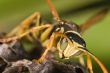 Wasp (Polistes bischoffi)