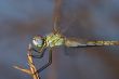 Dragonfly ( sympetrum sp )