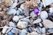 Used syringe on pebbles