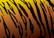 tiger skin