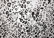 snow leopard