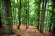 Karlovy Vary surroundings. Forest