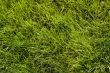 Green lawn pattern