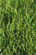 Green lawn