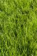 Green lawn