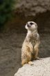 Standing suricate