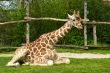 Sitting giraffe