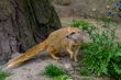 Yellow mongoose under the tree