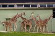 Family of giraffes