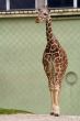 Giraffe in zoo