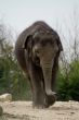 Elefant in zoo