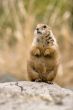 Standing and looking around prairie dog