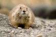 Fat prairie dog sitting on the ground