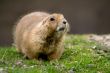 Sitting prairie dog