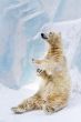 Polar bear in Zoo